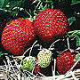 Erdbeeren im Strohbett