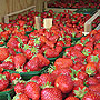 reife Erdbeeren kurz vor dem Verkauf