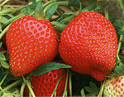 Erdbeeren aus dem eigenen Anbau