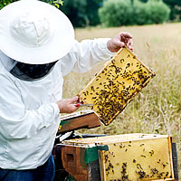 Eigener Honig | Bienenstock am Obsthof Korn