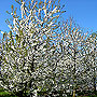 Pflaumenbl&uuml;te