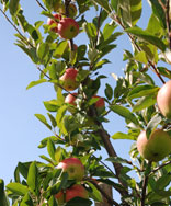 Apfel Sorte: Winterglocke