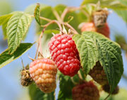 Erdbeeren aus dem eigenen Anbau